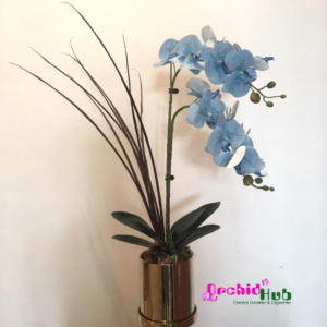 Phalaenopsis