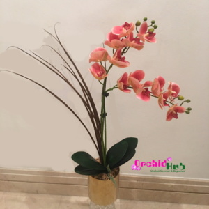 Phalaenopsis Orchid
