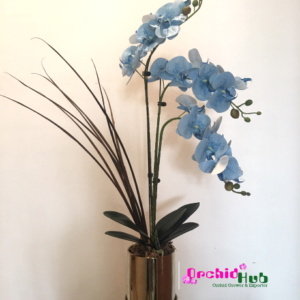 Moth Orchid