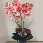Phalainopsi orchid