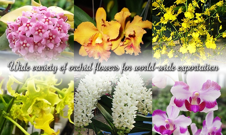 Wide varieties of orchids