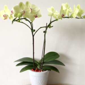 Phalaenopsis orchid