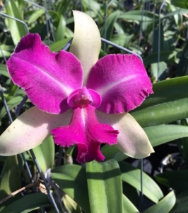 Blc Chong Guu Benz