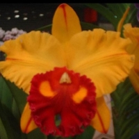 Blc. Tainan Gold "Golden Canary"