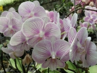 large lip phalaenopsis