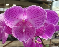 large llip phalaenopsis 2