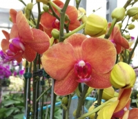 Orange Phalaenopsis
