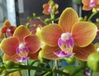 Orange Phalaenopsis