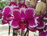 Black Phalaenopsis