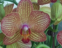 Stripped Phalaenopsis