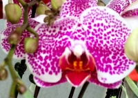 Purple Spotted Phalaenopsis
