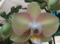 Yellow Phalaenopsis