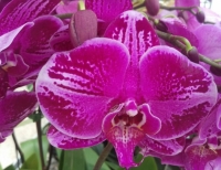 Dark Purple Phalaenopsis