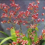 Onc. Twinkle "Red fantasy"