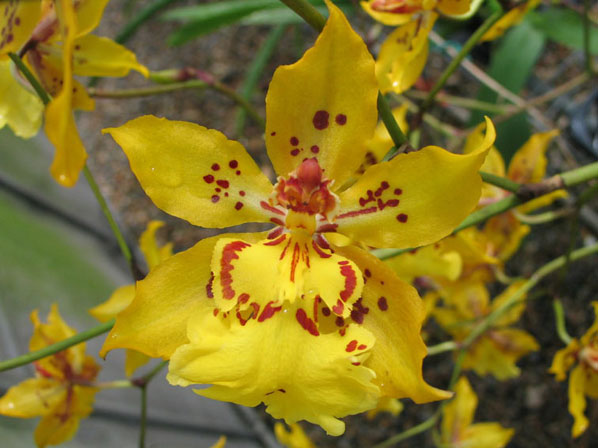 Oncidium Orchids – Orchid Hub