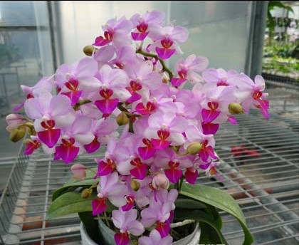 Phalaenopsis Orchids – Orchid Hub