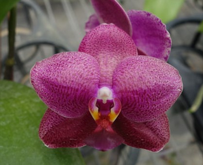 Orchidee Phalaenopsis Seidenblume L 63 cm creme lavendel rose 182145 F1 