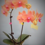 Phalaenopsis orchid