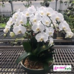 Phalaenopsis 5-in-1