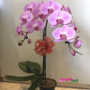 Phalaenopsis orchid flower