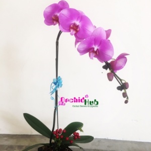 Orchid Flower