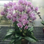 phalaenopsis orchid
