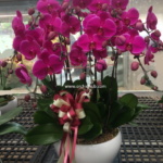 Purple orchids