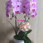 Orchid