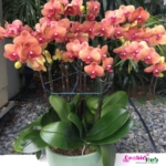 phalaenopsis orchid