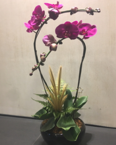 Orchid