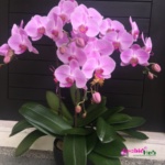 Phalaenopsis orchid