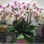 Phalaenopsis Orchid Flowers