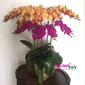 Phalaenopsis