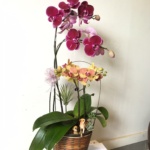 Phalaenopsis orchid flower