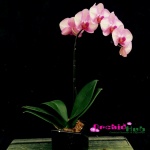 Phalaenopsis orchid