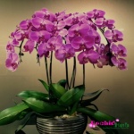 Phalaenopsis orchid