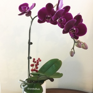 Phalaenopsis orchid