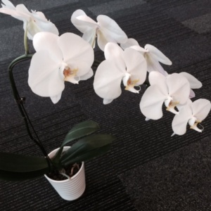 Phalaenopsis orchid flower