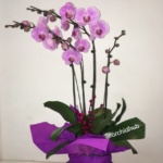 Phalaenopsis Orchid