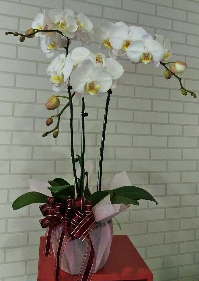 Phalaenopsis orchid