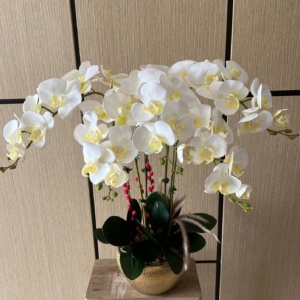 Orchid Flower