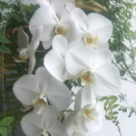 phalaenopsis orchid