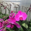 Orchid Plants Available for Immediate Release